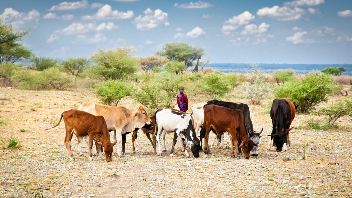 Scottish scientists use GPS to keep tabs on African cattle on the moo-ve